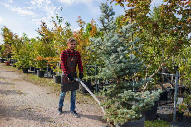 Best Arborist Consultation Services  in Lovelock, NV